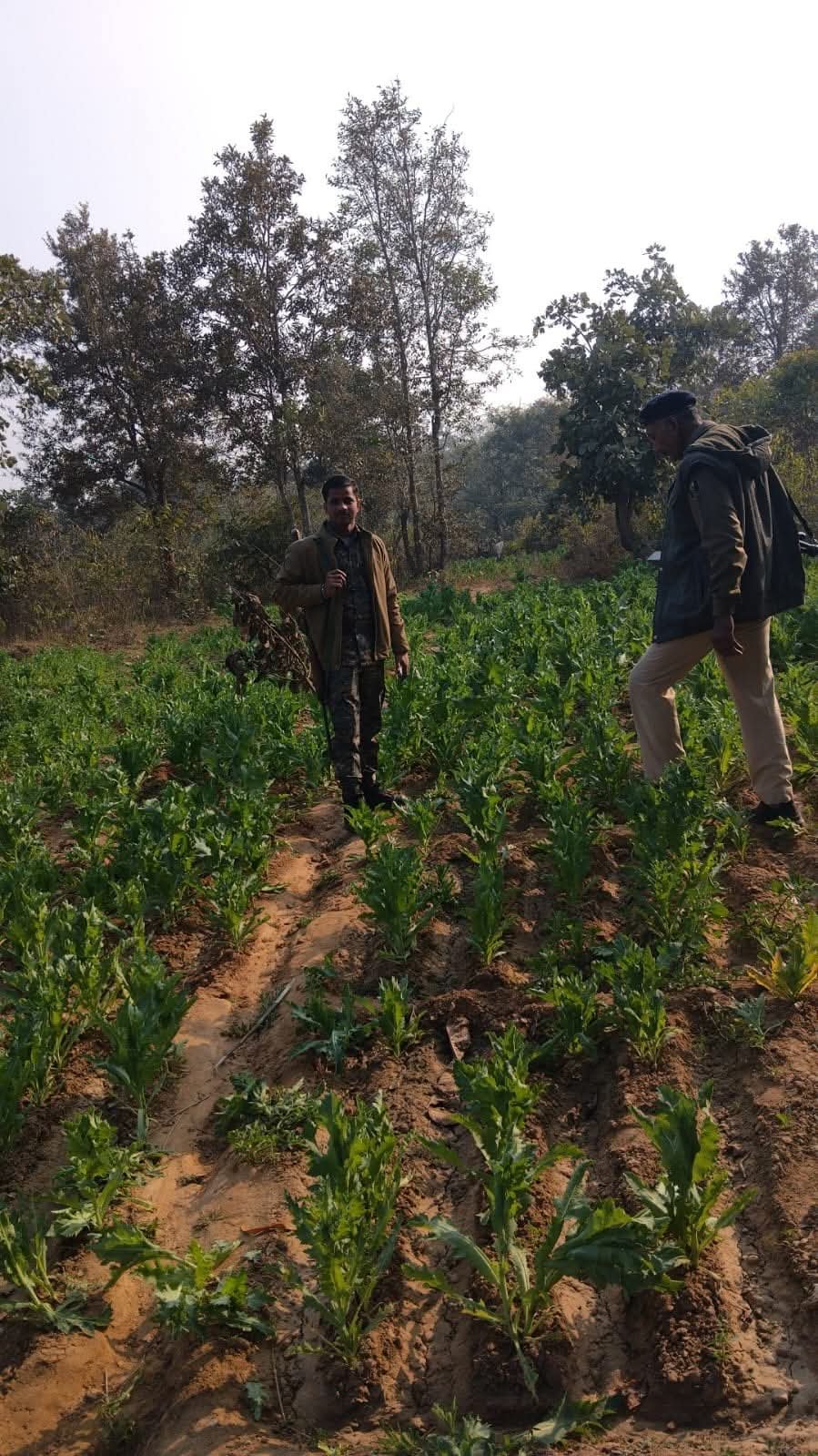 गया पुलिस का 'ऑपरेशन क्लीन': करोड़ों की अफीम की फसल तबाह, माफियाओं में हड़कंप